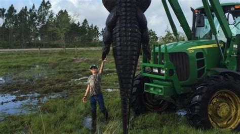 See It Hunters Kill Massive 800 Pound Alligator That Was Feasting On