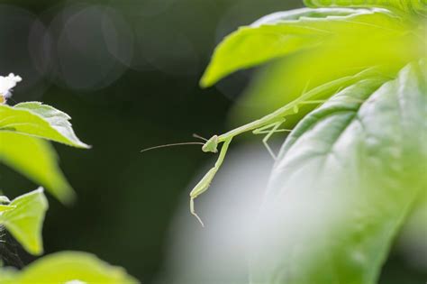 Exploring The Natural Habitat Of The Praying Mantis A Fascinating Guide
