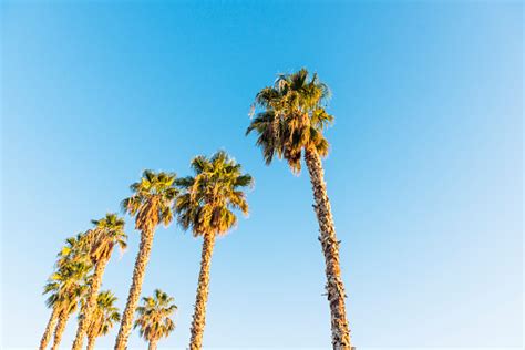 Desert Palm Trees In Downtown Las Vegas Stock Photo Download Image