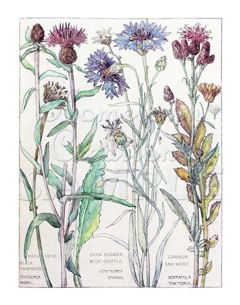 Isabel Adams Corn Flowers Vintage Botanical Reproduction Etsy