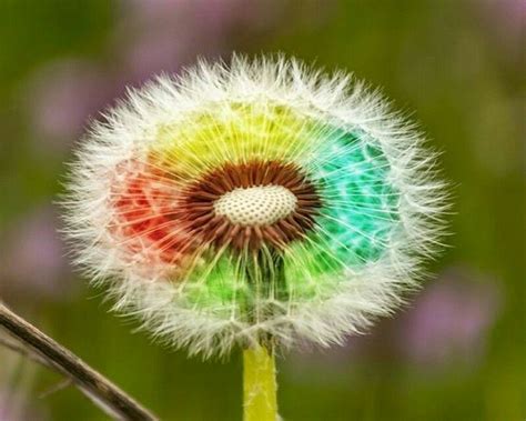 Check spelling or type a new query. Colors | Rainbow flowers, Flower wallpaper, Color splash