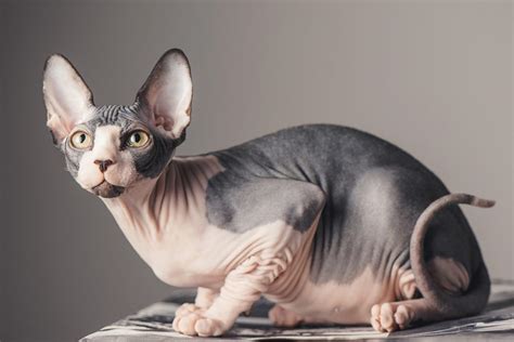 Alibaba.com offers 6,647 chocolate mousse products. ¡La raza exótica Sphynx! Cuidados y curiosidades básicos ...