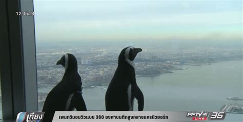 320,263 likes · 271,510 talking about this. เพนกวินชมวิวแบบ 360 องศาบนตึกสูงกลางนครนิวยอร์ก (คลิป ...