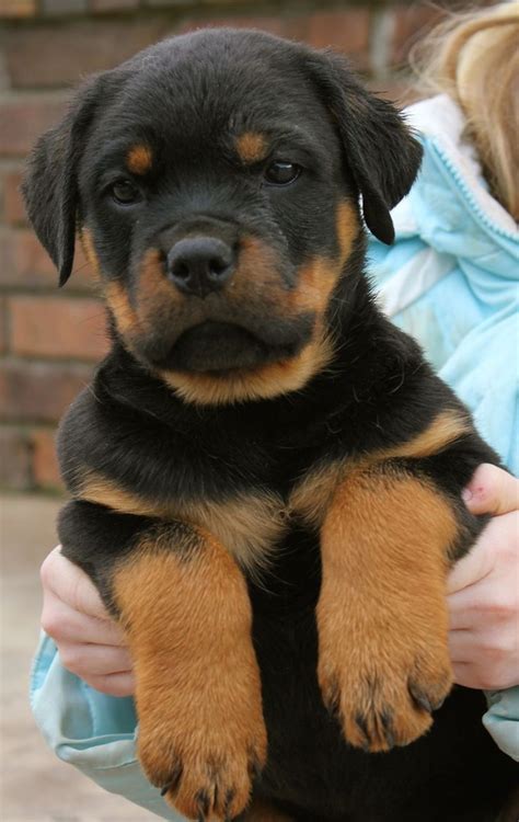 Maybe you would like to learn more about one of these? Chihuahua Rottweiler Puppies