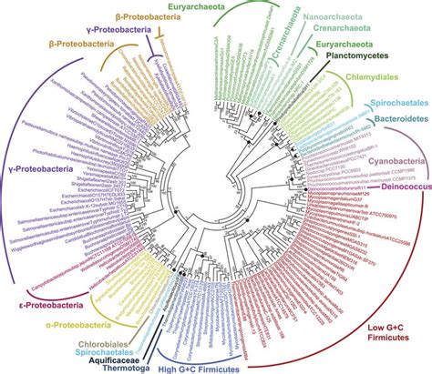 Af Phylogeny Of 143 Prokaryote Genomes Phylogenetic Tree Of 143