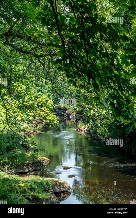 Tree Lined River Bank Stock Photo Alamy