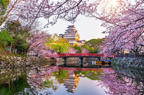 Castles Himeji Castle Spring Japan Sakura Blossom Castle