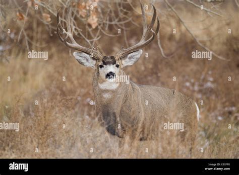 Mule Deer Buck During The Autumn Rut Stock Photo Alamy