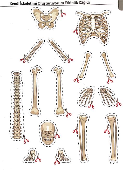 İskelet, bol miktarda inorganik tuzlar içeren canlı dokudan oluşmuştur. İskelet modeli | Eğitimsel elişleri, Iskelet, Elişi fikirleri