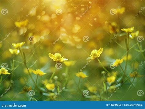 Simple Yellow Flowers On A Spring Meadow Stock Image Image Of Meadow