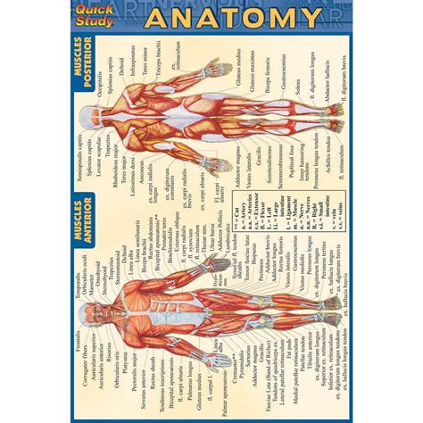 Barcharts Inc Quickstudy® Anatomy 4x6 Pocket Reference Set