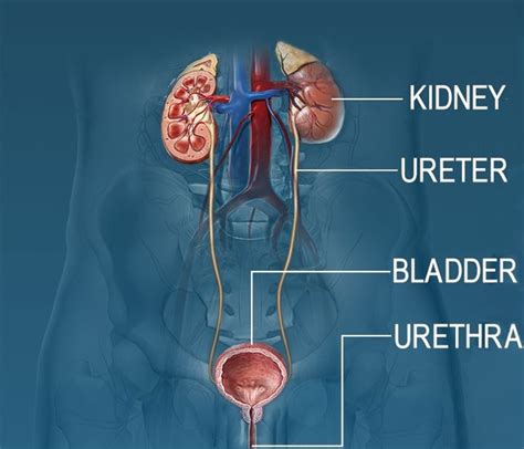 Bladder Urethra Anatomy Renal Medbullets Step 1