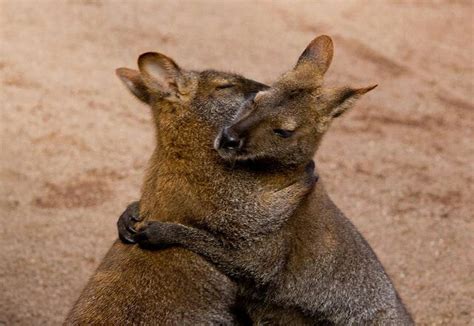 Hugging Kangaroos Baby Animals Funny Animals Cute Animals Love Hug