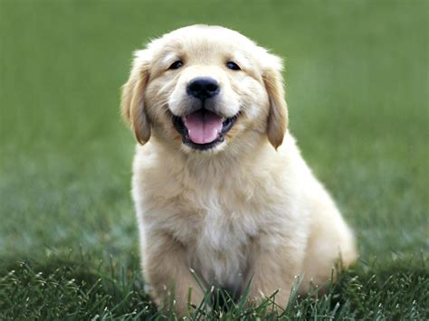 Cute Golden Retriever Puppies Wallpaper High Definition