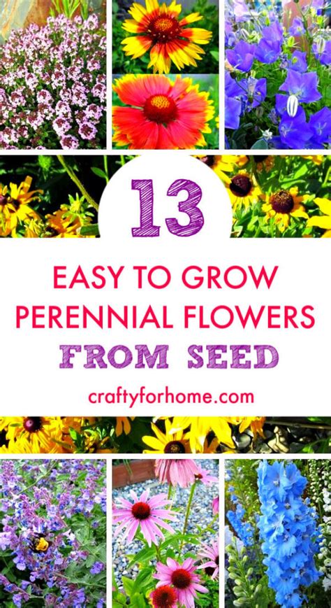 Easy Flowers To Grow From Seeds Fast Growing Seeds For Kids