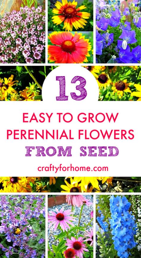 You can start growing flower seeds indoors, in a planter, or outside in your garden or flower bed. 13 Easy To Grow Perennial Flower From Seed | Crafty For Home