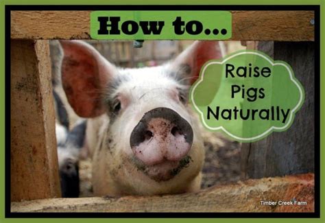How To Raise Pigs Naturally On A Small Farm Timber Creek Farm