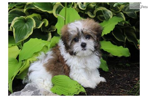 Shichon Puppy For Sale Near Lancaster Pennsylvania D056e50a 5f31