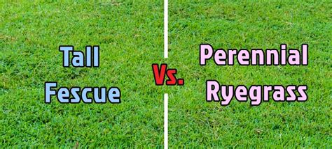 Perennial Ryegrass Vs Tall Fescue Whats Better For My Lawn Alt Gov