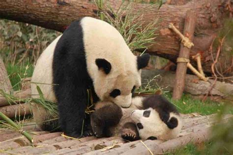 Why Do Giant Pandas Roll Around? [Solved!]