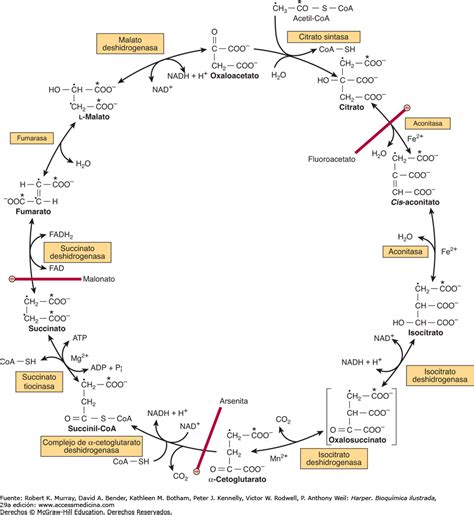 Ciclo De Krebs Diagram Quizlet