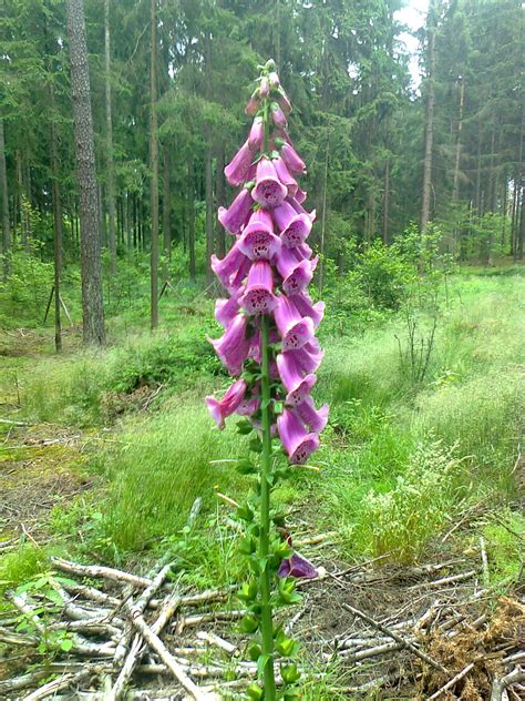 Der rote Fingerhut - wunderschön, mitten im Wald, aber Vorsicht