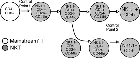 Diverse Cytokine Production By Nkt Cell Subsets And Identification Of An Il 17 Producing Cd4−nk1