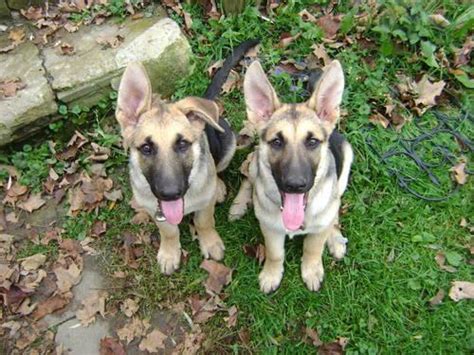 Choose a puppy from responsible and caring white german shepherd breeders we produce gorgeous puppies with amazing temperaments, confirmation and health. Purebred German Shepherd Puppies for Sale in Columbus, New ...