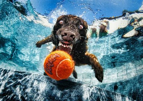 Stunning Dog Photography 49 Seth Casteels Underwater Dogs