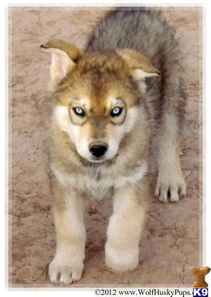 Wolf Puppy Cool Eyes