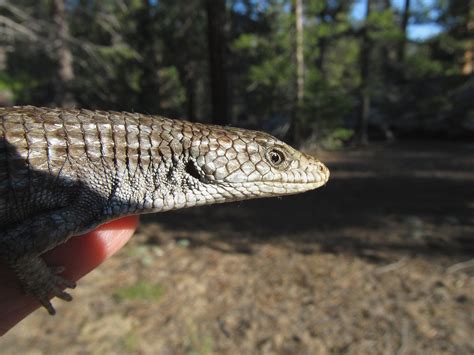 Elgaria Coerulea Northern Alligator Lizard 1 More Below Flickr