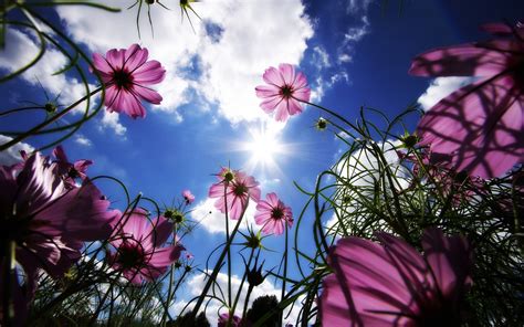 Hintergrundbilder 2560x1600 Px Kosmos Blume Natur Pinke Blumen