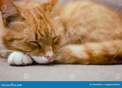 Furry Ginger Cat With Big Whiskers Sleeping On The Sofa Close Up Stock