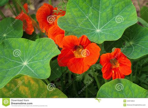 Nasturtiums orange colors stock photo. Image of depth - 34374054