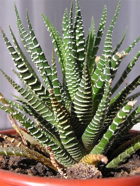 Are Succulents Poisonous to Cats? | Learn more on Litter-Robot Blog