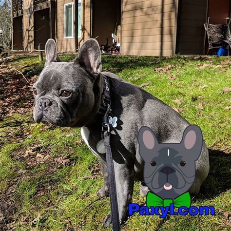 See photos of our beautiful, quality akc english bulldog puppies sold. Current situation. . #oregon #frenchiesofinstagram #frenchie #puppy #pdx #aww #sun #love ...