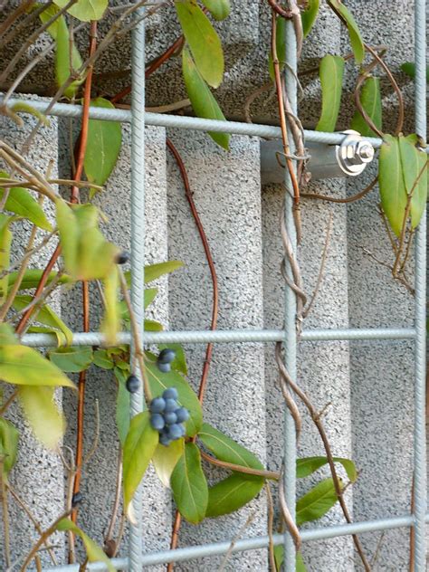 Moderne wand rankgitter aus metall überzeugen durch klare strukturen. Rankgitter Für Kletterrosen | Exklusives Wandspalier Für ...