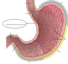 Ch 5 Parts of the Stomach flashcards | Quizlet