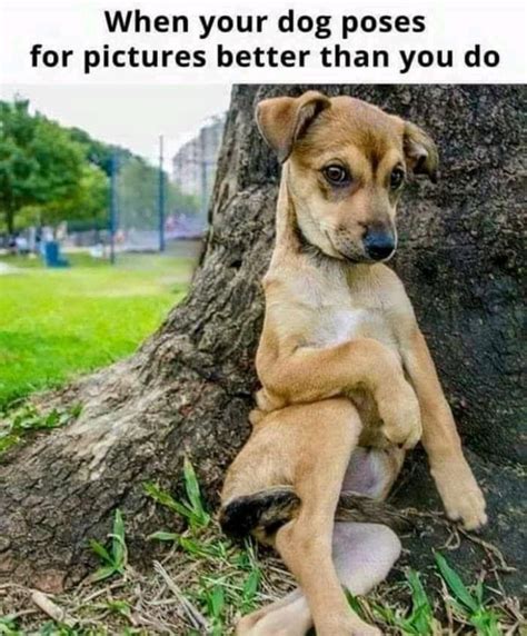 Pin By Maryanne Hodges On Dogs Love Them 2 Funny Animals Dog Memes