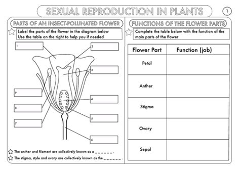 Plant Reproduction Worksheet Pack By Beckystoke Teaching Resources Tes