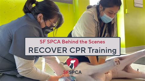 Vet Teams Learn Recover Cpr Training Sf Spca Behind The Scenes Youtube