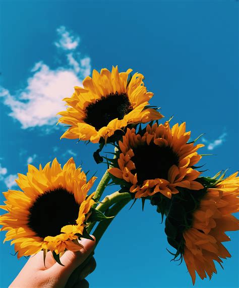Best Of Aesthetic Wallpapers Of Sunflowers Hd