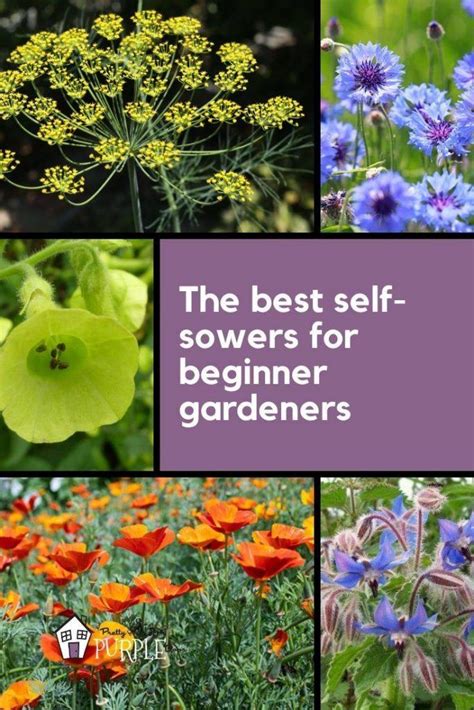 There are many ways that you can creatively arrange flowers but for the beginner, a favourite vase of beautiful flowers can look stunning. The Best Self Sowing Annuals for Beginners | Pretty Purple ...