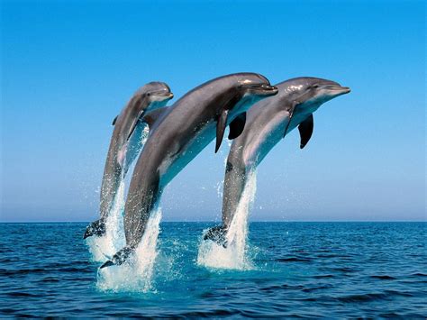 Dolphin Sea Jumping Water Wallpapers Hd Desktop And
