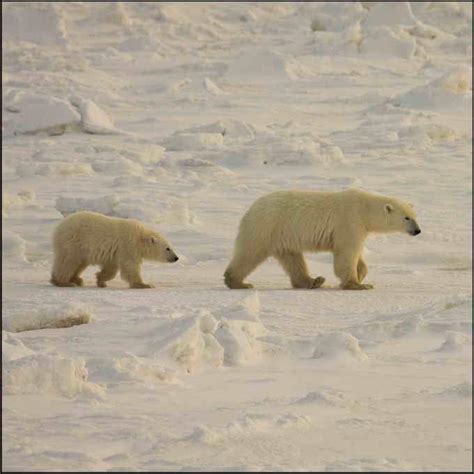 How much does a polar bear weigh. Weight Of Polar Bear | What Things Weigh
