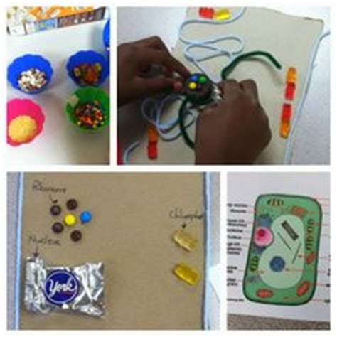 How are plant and animal cells different from each other. 1000+ images about Science : Plant Biology on Pinterest ...