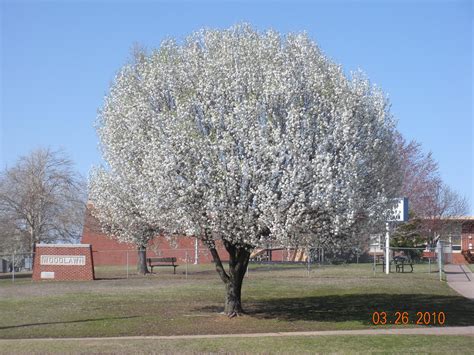 Bradford Pear Tree In Bloom C50trider Flickr