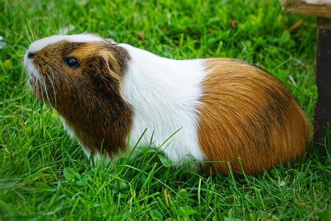 Guinea Pig Rodent Meadow Free Photo On Pixabay Pixabay