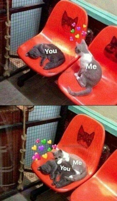 Cute Love Memes Funny Love In Love Meme Funny Relationship Memes Cute Relationships Cat