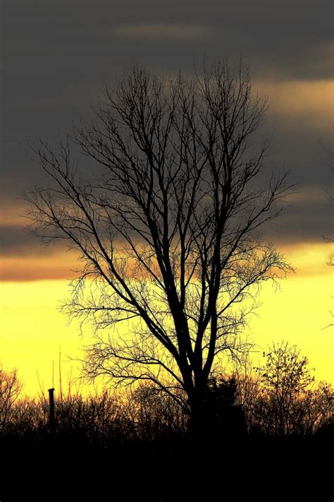 Free Images Landscape Tree Nature Horizon Branch Cloud Sky